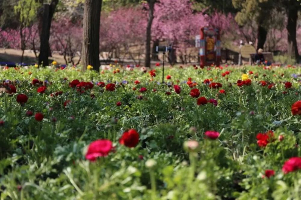 北京市属公园最全赏花攻略,最佳观赏点都帮你选好了!