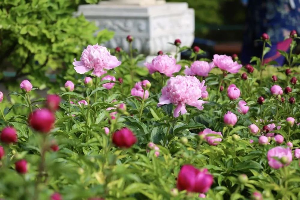 花期:5月 推荐观赏点:景山公园,天坛公园(百花园),北京植物园(芍药园