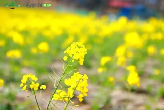 " 一声轻轻地问候传来 这是油菜花带给我们的春天的讯息 也是行走在逐