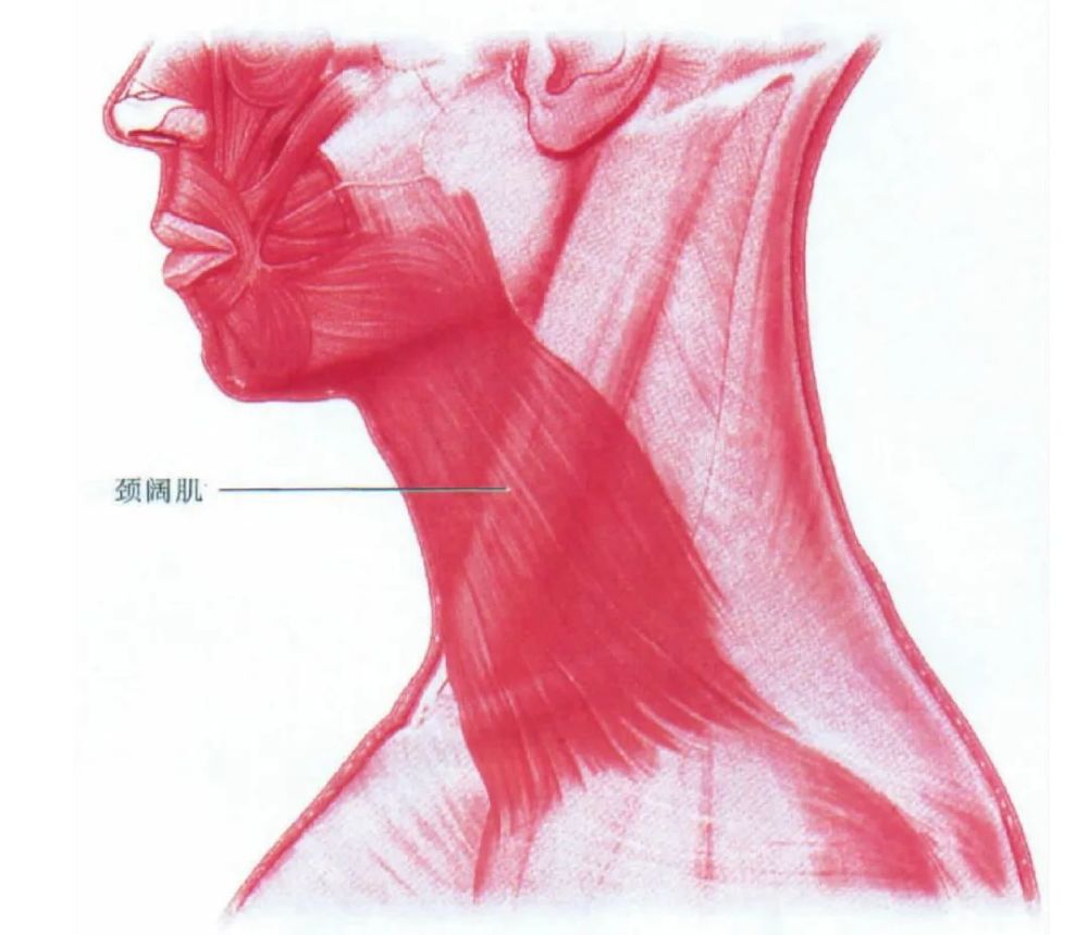 在做低头,扭头等动作的时候颈阔肌会不断收缩和牵拉,容易出现颈纹