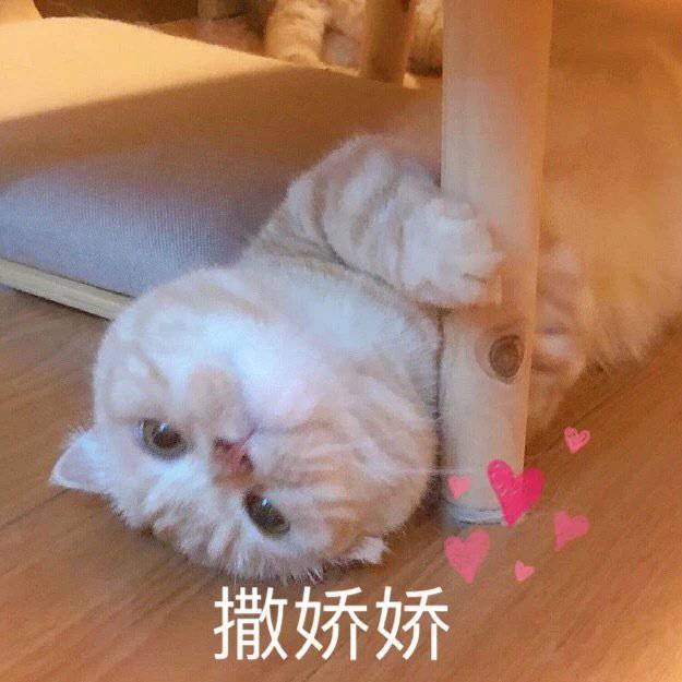 萌宠表情包:人家就要跟你撒娇嘛