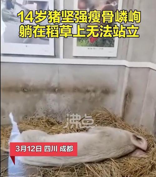 14岁的猪坚强已瘦骨嶙峋网友希望它能安乐地离开