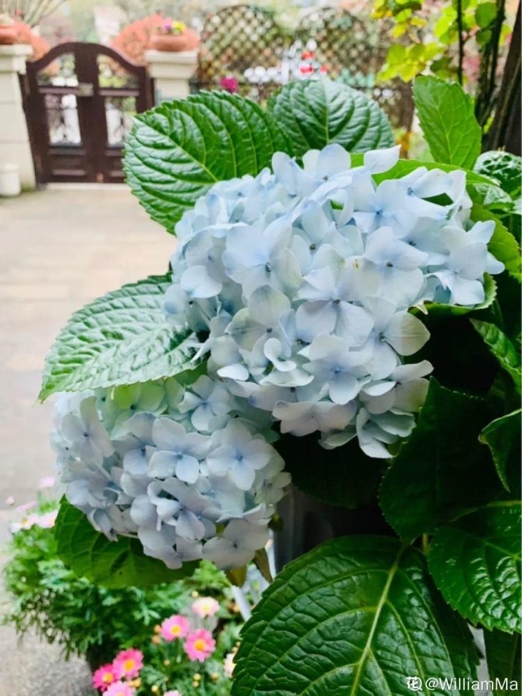8种"苏醒花",进入黄金生长季,大水大肥伺候,容易爆盆