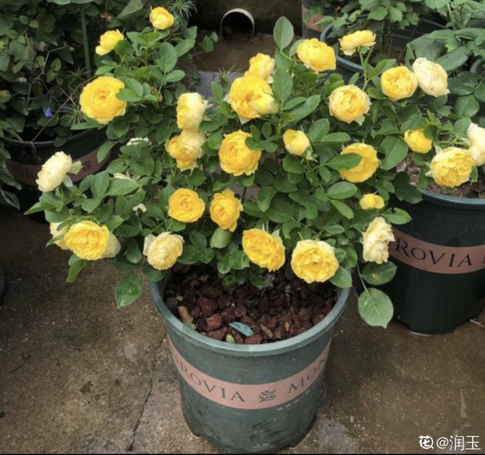 8种"苏醒花",进入黄金生长季,大水大肥伺候,容易爆盆