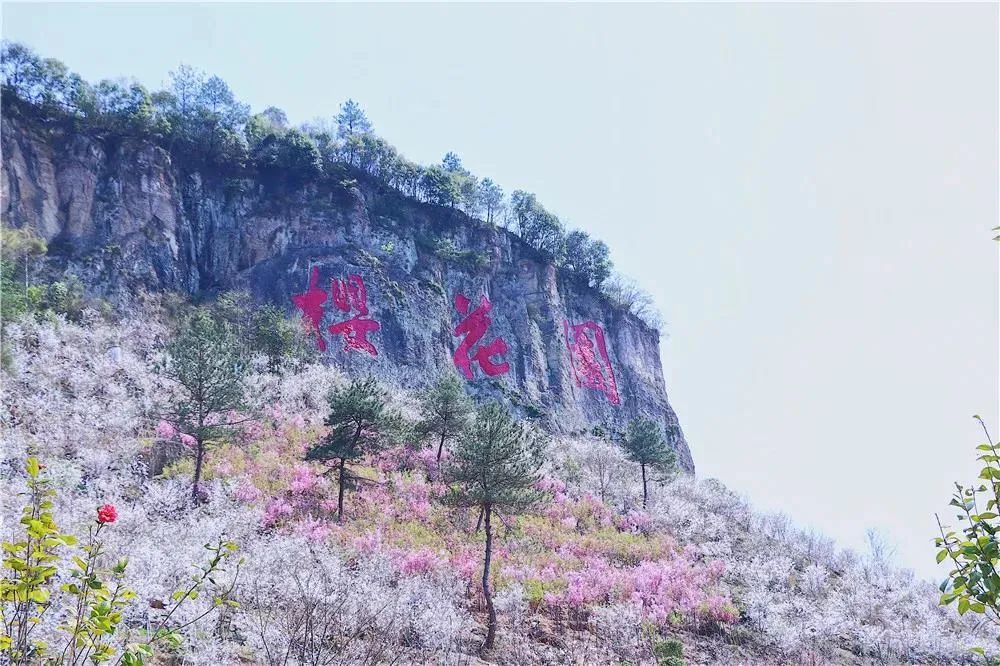 磐安樱花节浪漫来袭!游玩攻略速速收好