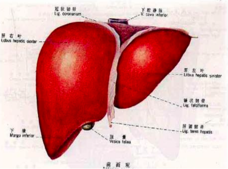 肝脏总在默默承受一切等它真痛了已经晚了