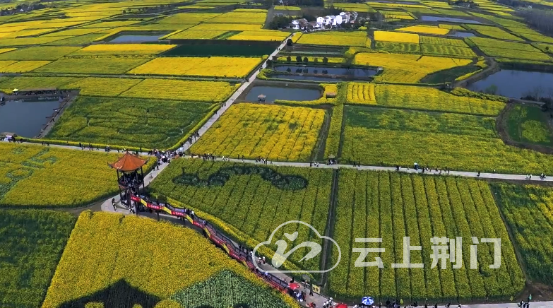 荆门丨诗与油菜花·一花铺吉色_腾讯新闻
