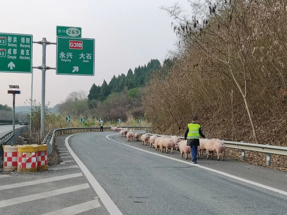 54头肥猪在绵遂高速上撒欢,民警客串"赶猪倌"