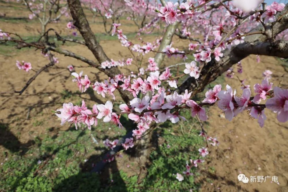 重磅预告:本周日,新野将迎客流高峰!所有花儿全面绽放