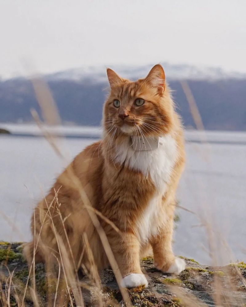 这只橘猫不仅从小美到大还是一个冒险家