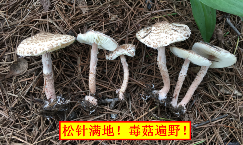 这些蘑菇不能吃,你认识几种?