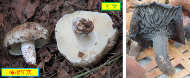 亚稀褶红菇6-9月份生于阔叶树,针叶树或针阔混交林地上.