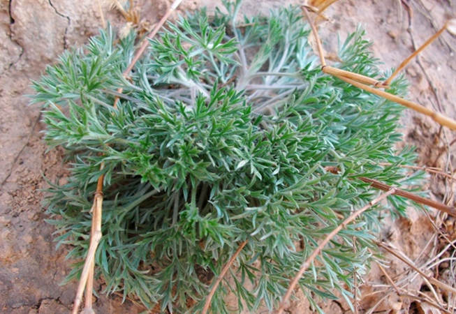 第五:白蒿是一种珍贵的野菜,白蒿在我国秦岭山区分布得比较多,它在