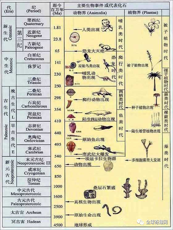 科学家人类是从鱼进化来的有化石为证鱼到人进化过程揭秘