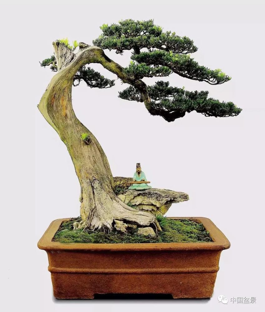 罗汉松要想制作成美不胜收的盆景