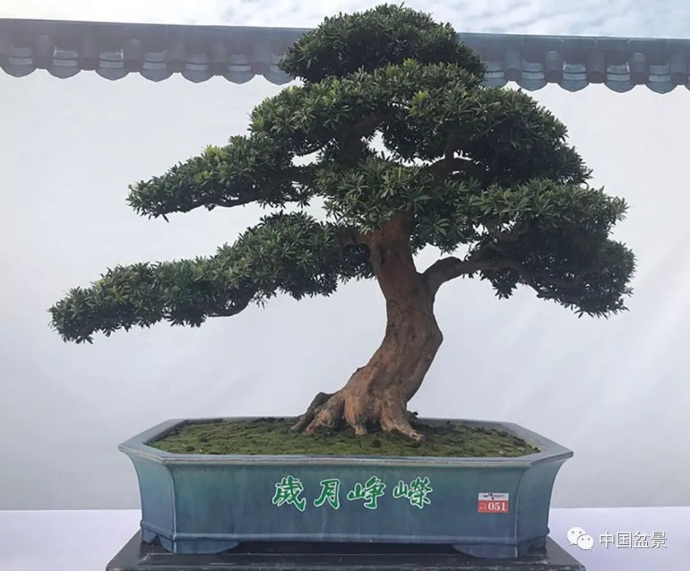 粤台盆景展头等金奖 罗汉松 周瑞球藏品