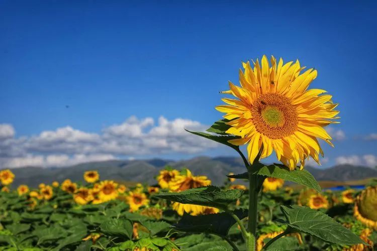 7月下旬,昭苏高原的3万余亩向日葵开放,在蓝天下,高高挺直的葵杆顶着