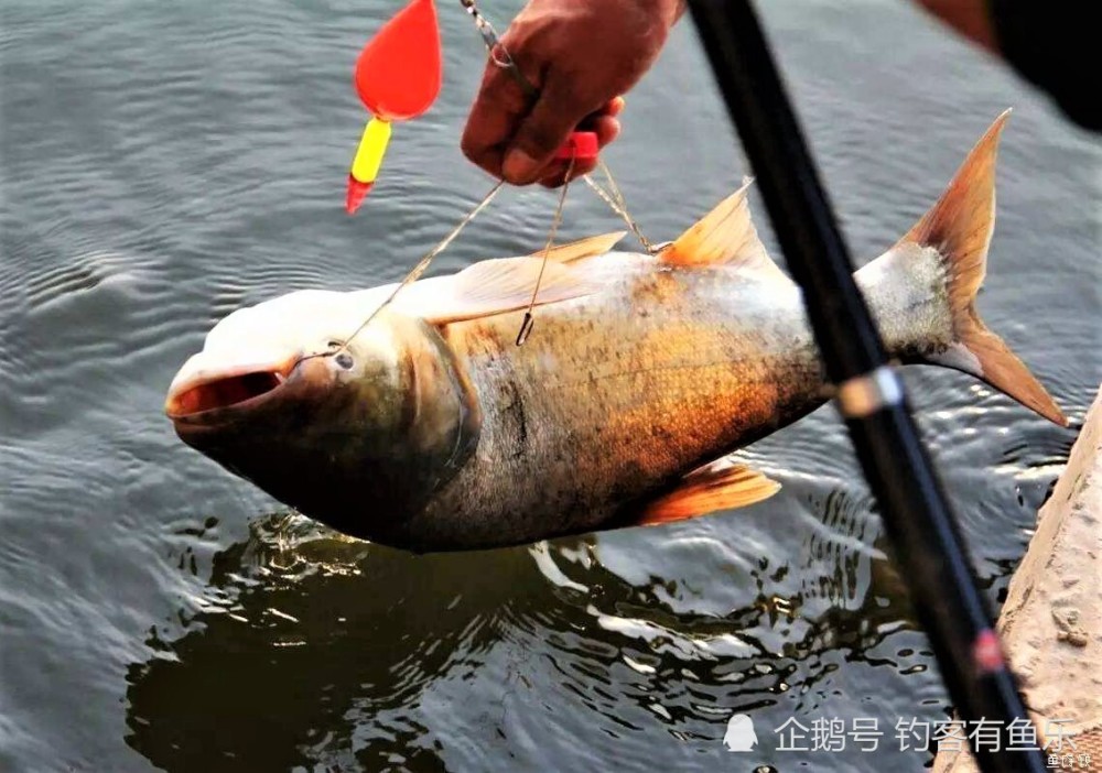 春季钓深水还是钓浅滩春季钓鲢鳙线组如何搭配