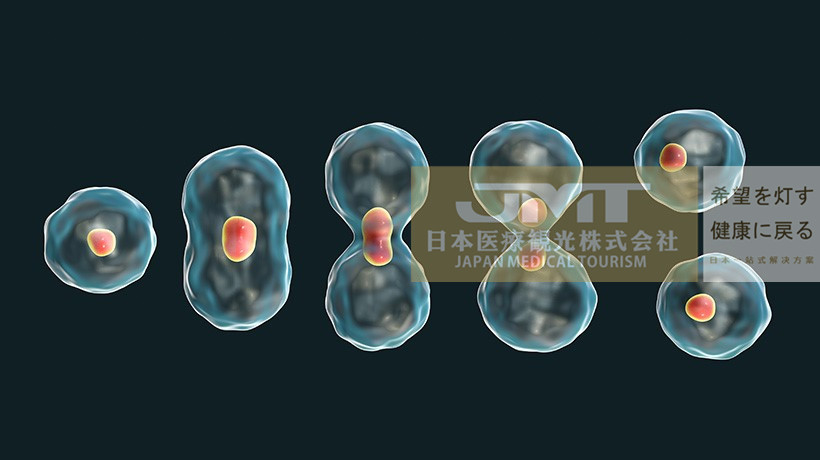 jmt日本干细胞-纤维芽干细胞增殖因子是美容的伙伴?详解增殖因子