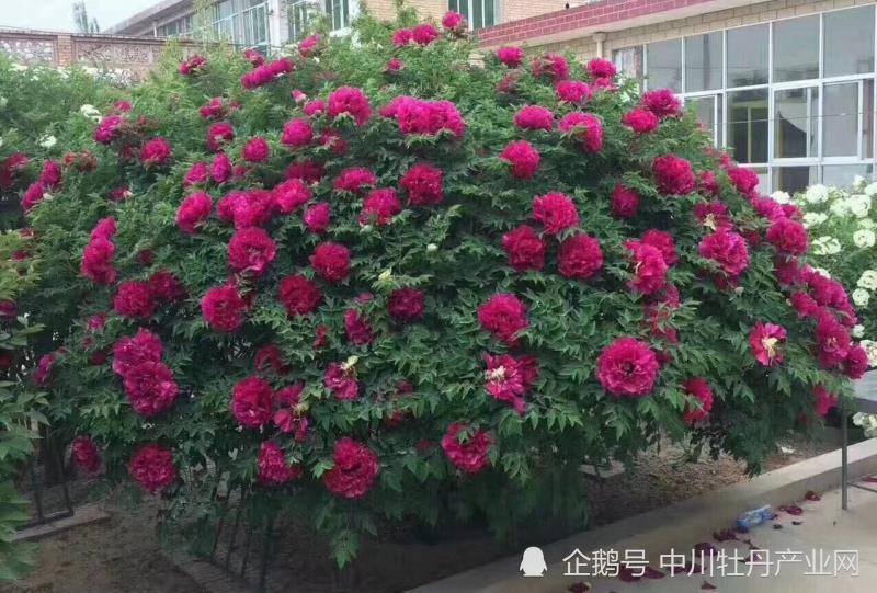 不懂牡丹修剪技术?看看中川牡丹专家是怎么帮助客户修剪的!
