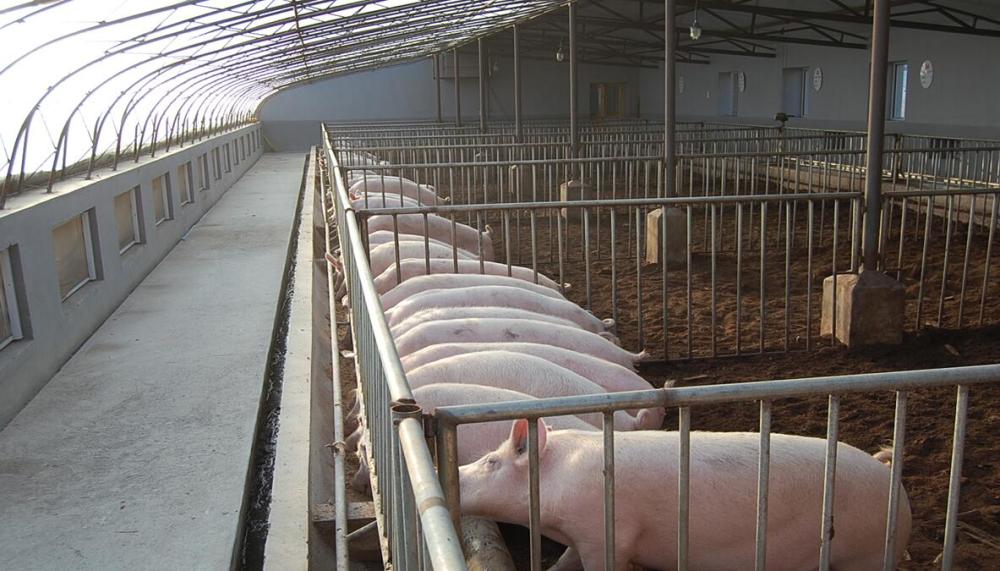 北方小规模生猪养殖,猪舍该如何选择?最佳方案:"暖棚式"猪舍