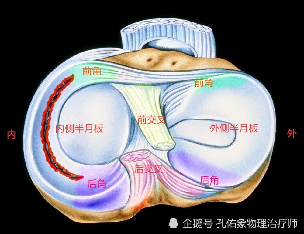 前方有前交叉韧带,后方有后交叉韧带,在胫骨平台里面有内侧的半月板和