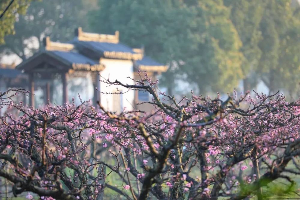 少走弯路,无锡阳山最佳赏花点统统告诉你们