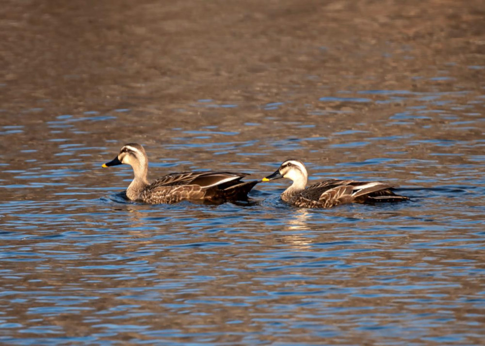 据有关人士介绍,出现在野鸭湖中的这些鸭类以及其它野生水禽类动物