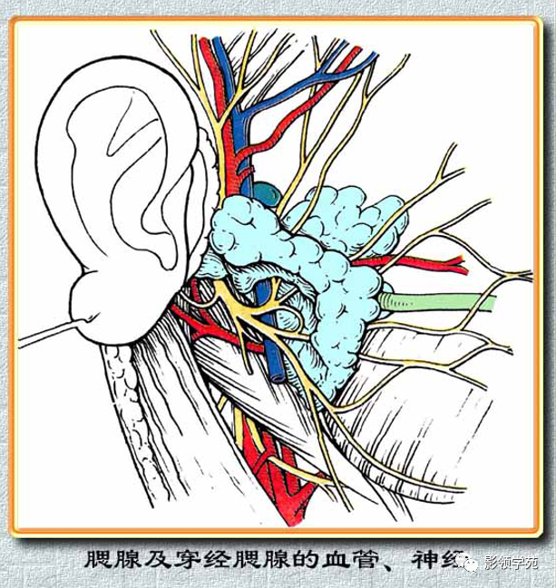 腮腺疾病的ct诊断与鉴别诊断