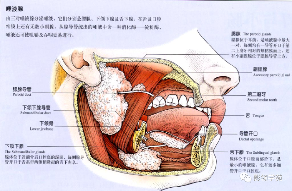 腮腺疾病的ct诊断与鉴别诊断