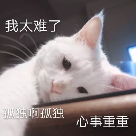 可爱猫猫表情包 跟着我以后吃香喝辣