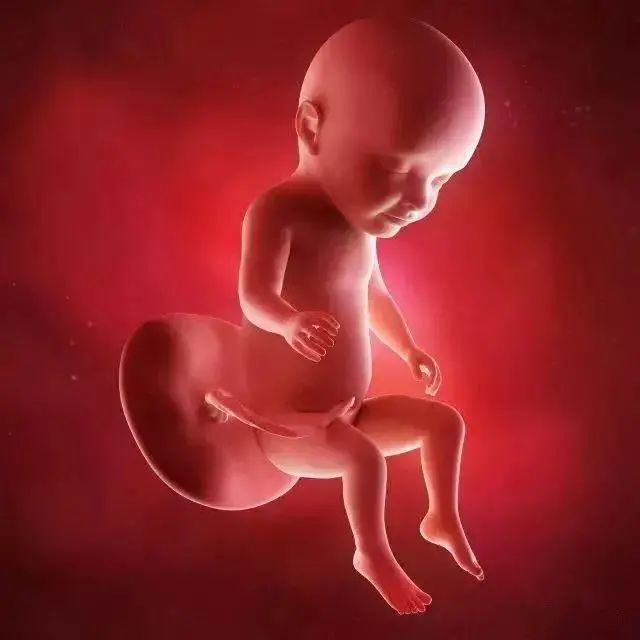 吉林妇产 科普▏生命的孕育是一个奇妙的过程,宝宝在妈妈的肚子里是