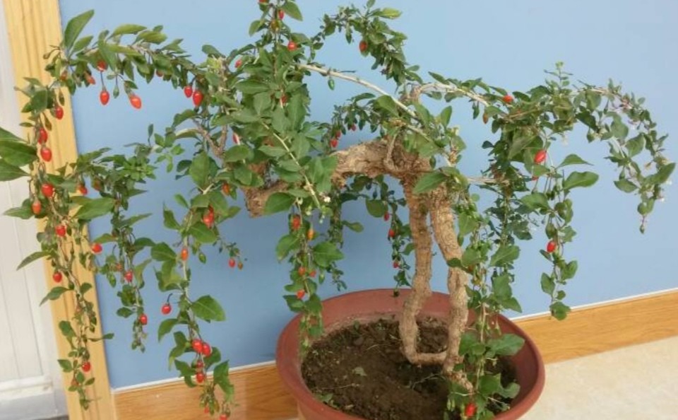 枸杞树制作盆景,上盆栽培做好5个细节,提高成活率_腾讯新闻