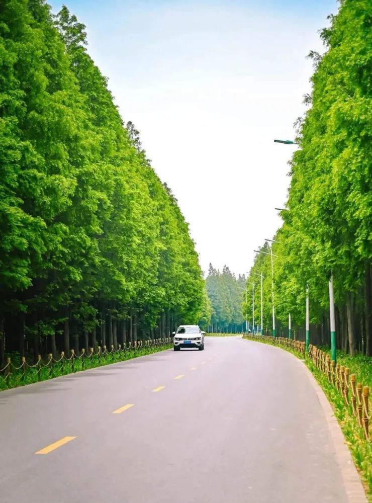 园内主要种植水杉,一条水杉大道在这个时节满目青翠,非常养眼.