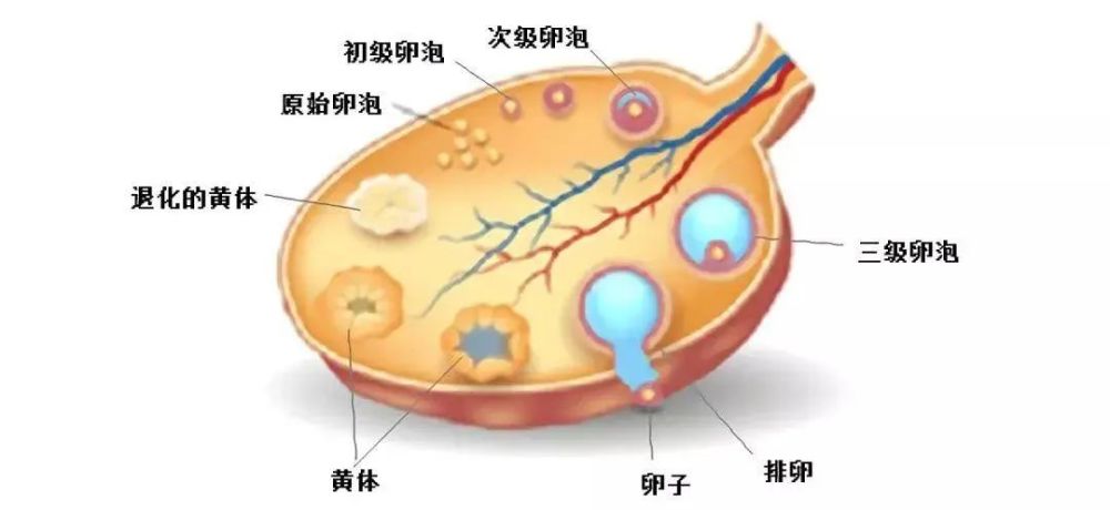 四级卵泡,体积最大,贴近卵巢表面,其卵泡腔进一步扩大,卵泡腔大,壁薄