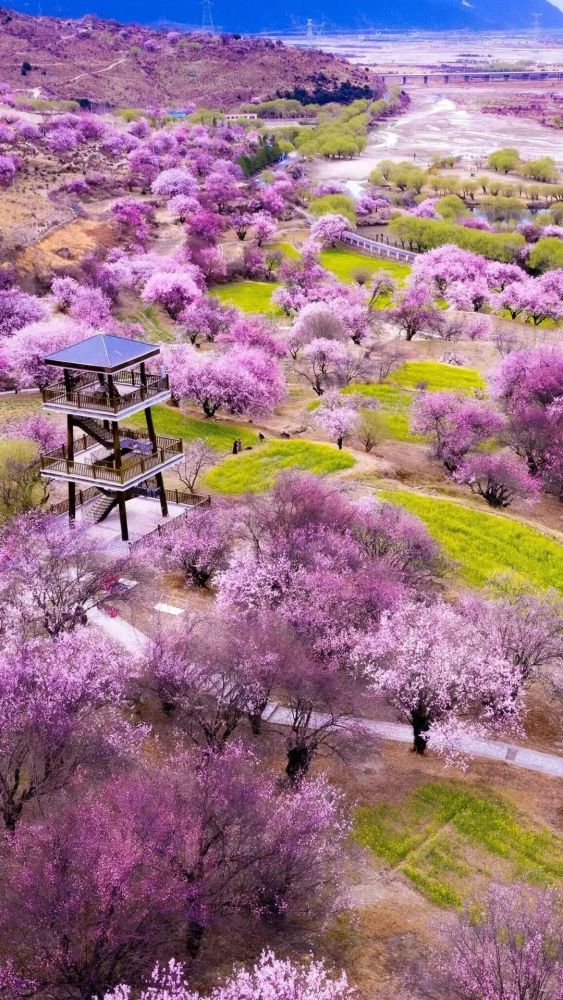 要去一次这个星球最美的桃花盛宴2021西藏林芝桃花节3月开班就等你来