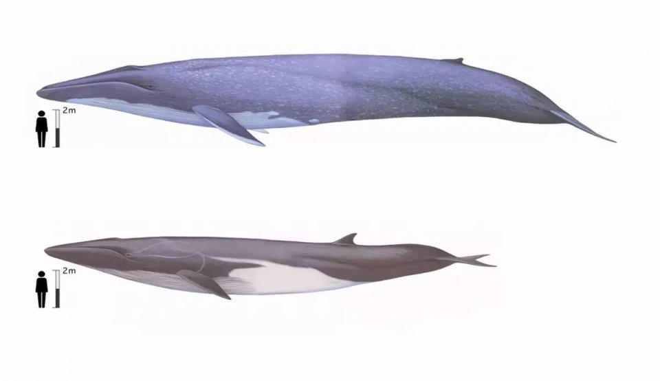 15米大蓝鲸惨遭75头虎鲸猎杀如果换成15米巨齿鲨会怎样