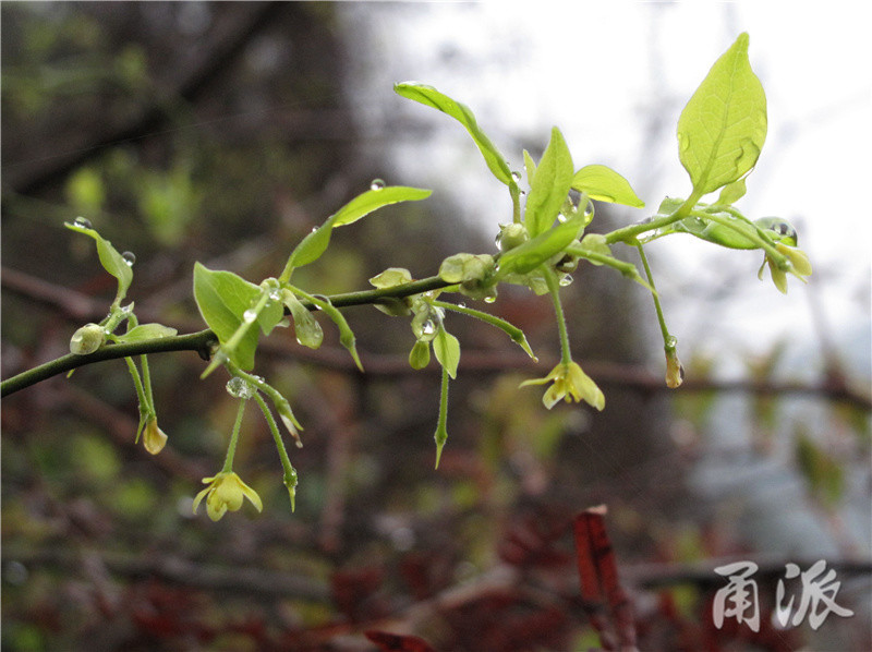 清风藤属于先叶开花植物,但此时嫩叶和花朵同在枝头,应该说是花叶