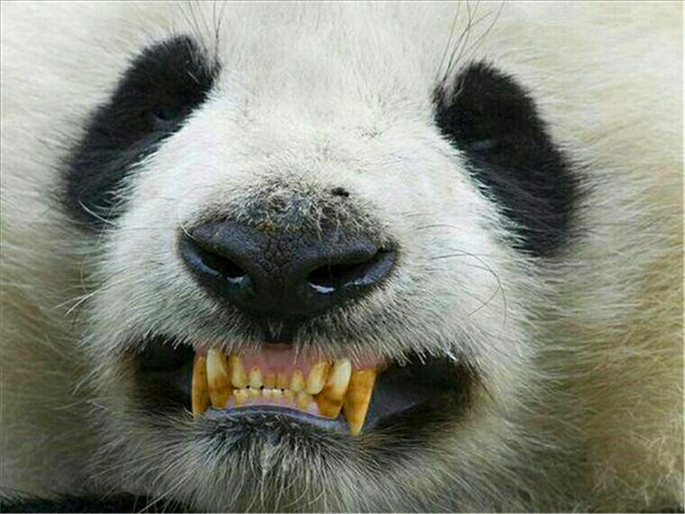 大熊猫的前世今生:从凶猛的"食铁兽"变成呆萌可爱的"国宝"