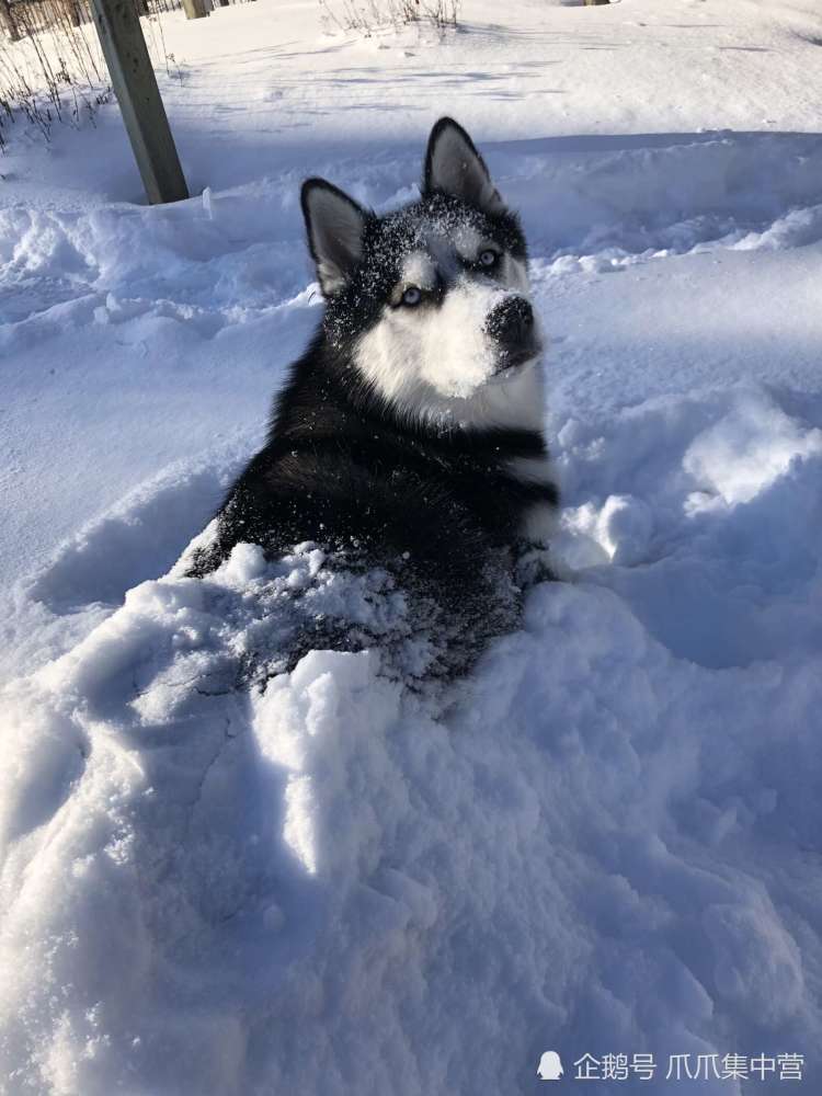 "只要本汪在这,休想铲掉这些雪,这是一条哈士奇最后的倔强