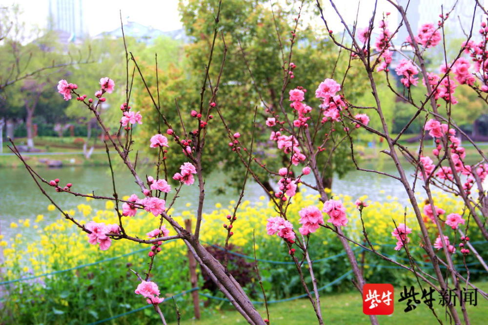 南京小桃园桃花盛开,市民雨中踏青赏花