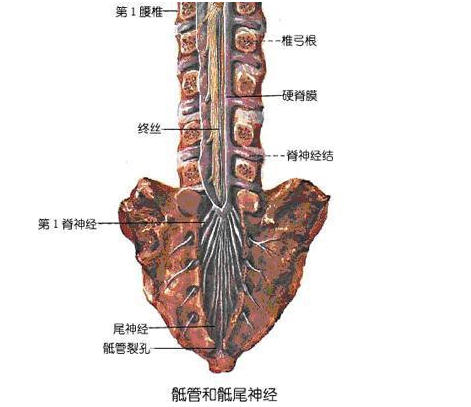 马尾神经位于脊髓圆锥以下的腰骶神经根,由腰2至腰5,骶1至骶5及尾节