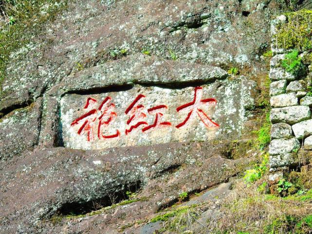 武夷山上的老茶树,也就是 武夷山母树大红袍, 有钱都喝不到,当然如果