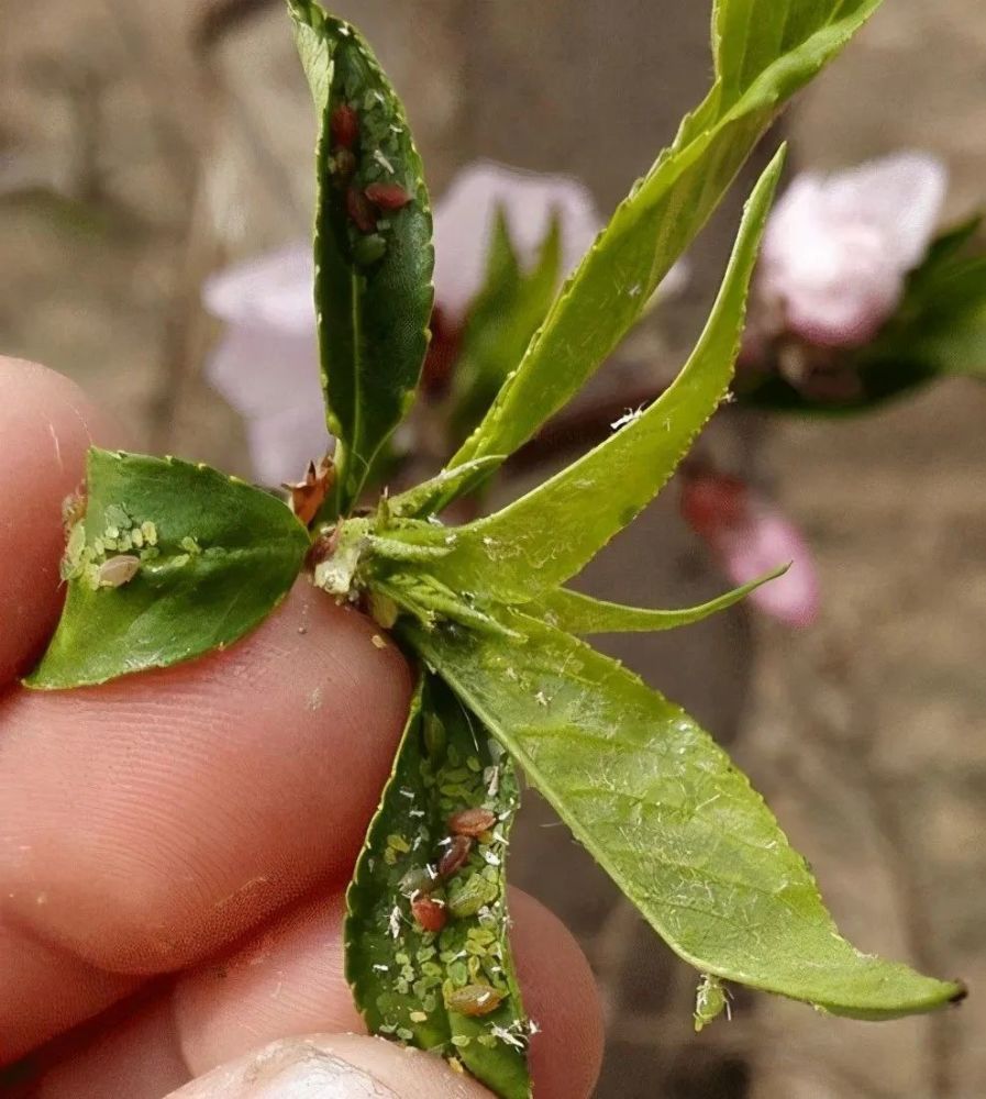 危害症状桃蚜俗称腻虫,烟蚜,菜蚜等.