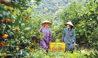 错峰柑橘甜 卖出好价钱