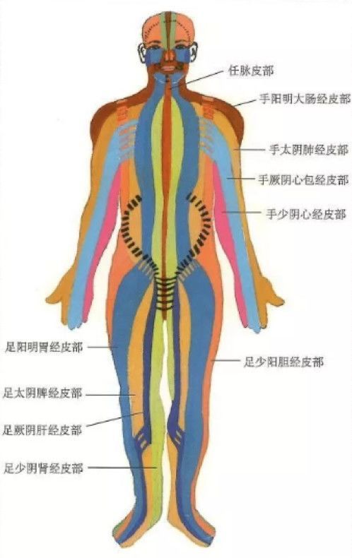 下图是人体14经脉(十二正经和奇经八脉中的任督二脉)前面皮部图,显示