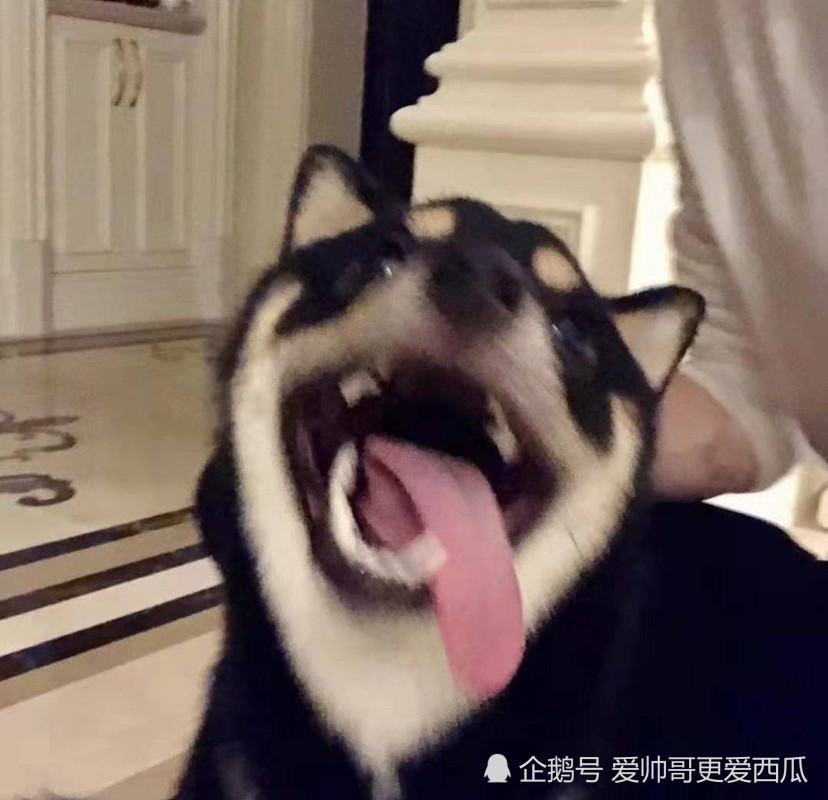 马嘉祺:这是我的狗,好久没见它了 点开头像可以看看它