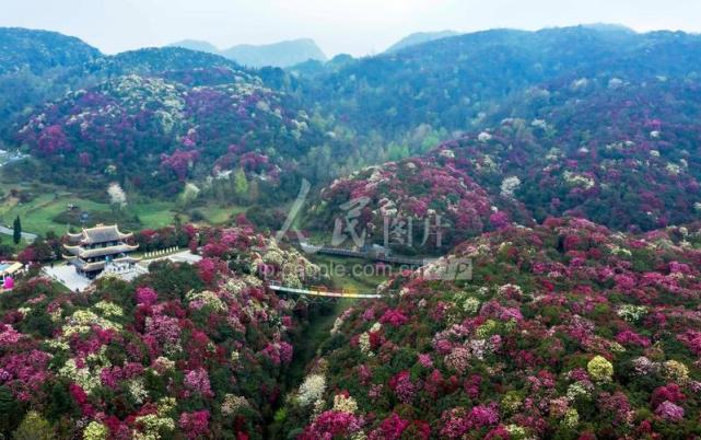 贵州毕节:杜鹃花开迎客来|杜鹃花|毕节|贵州|百里杜鹃