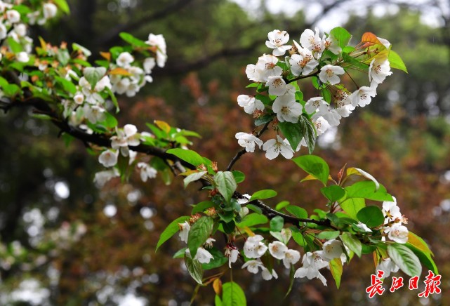 春分节气赏海棠|图集