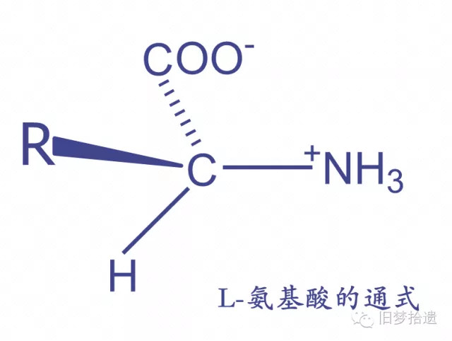 蛋白质的结构